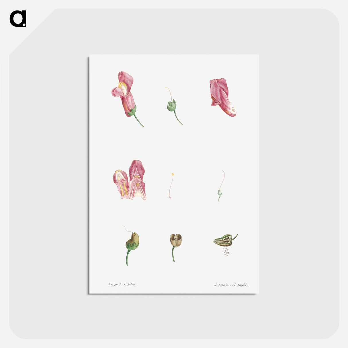 アートポストカード-Dragon flowers - ピエール ジョゼフ ルドゥーテ Postcard.