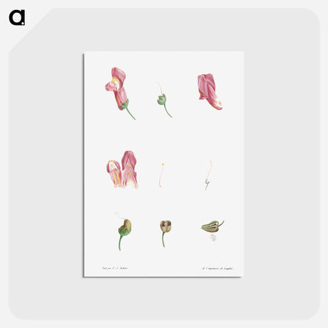 アートポストカード-Dragon flowers - ピエール ジョゼフ ルドゥーテ Postcard.