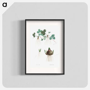 アートポスター-Botanical roots - ピエール ジョゼフ ルドゥーテ Poster.