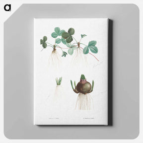 アートパネル-Botanical roots - ピエール ジョゼフ ルドゥーテ Canvas.