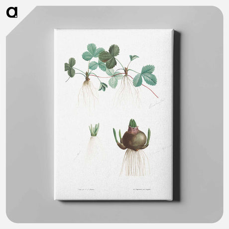 アートパネル-Botanical roots - ピエール ジョゼフ ルドゥーテ Canvas.