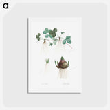 アートポストカード-Botanical roots - ピエール ジョゼフ ルドゥーテ Postcard.