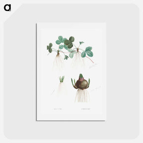 アートポストカード-Botanical roots - ピエール ジョゼフ ルドゥーテ Postcard.