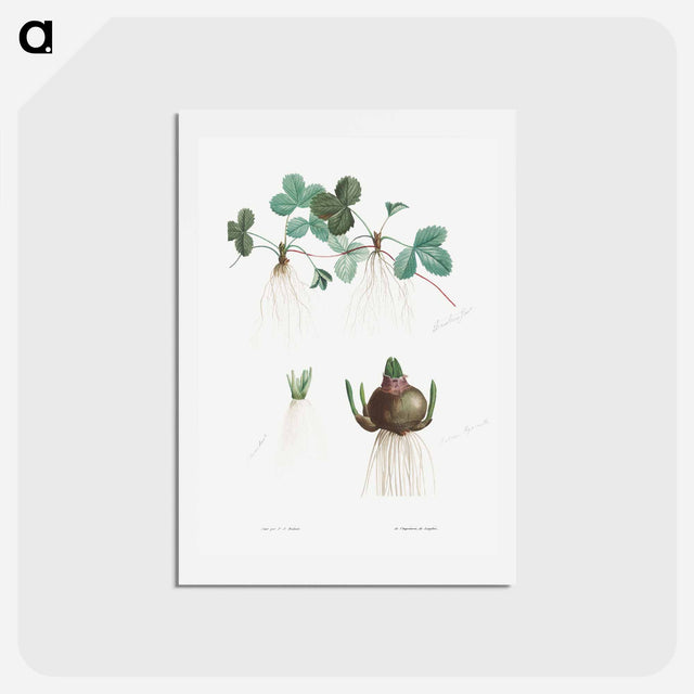 アートポストカード-Botanical roots - ピエール ジョゼフ ルドゥーテ Postcard.