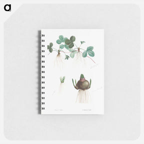アートメモ帳-Botanical roots - ピエール ジョゼフ ルドゥーテ Memo.