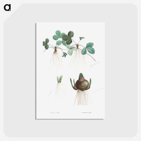 アートポストカード-Botanical roots - ピエール ジョゼフ ルドゥーテ Postcard.