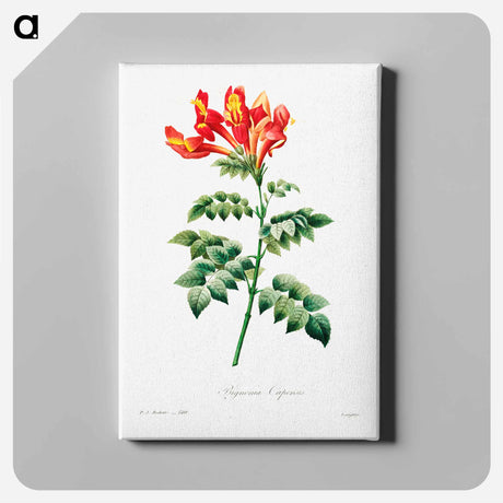 アートパネル-Bignonia capensis - ピエール ジョゼフ ルドゥーテ Canvas.