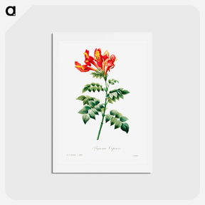 アートポストカード-Bignonia capensis - ピエール ジョゼフ ルドゥーテ Postcard.