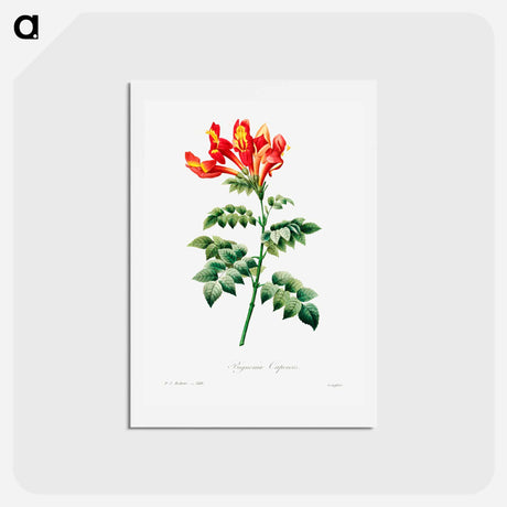 アートポストカード-Bignonia capensis - ピエール ジョゼフ ルドゥーテ Postcard.