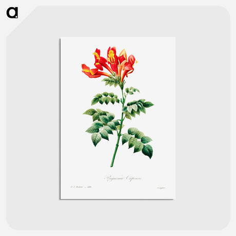 アートポストカード-Bignonia capensis - ピエール ジョゼフ ルドゥーテ Postcard.