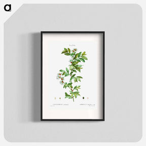 アートポスター-Vaccinium amoenum - ピエール ジョゼフ ルドゥーテ Poster.