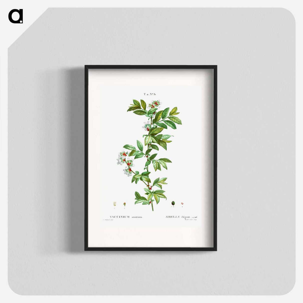 Vaccinium amoenum - ピエール ジョゼフ ルドゥーテ Poster.