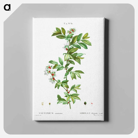 アートパネル-Vaccinium amoenum - ピエール ジョゼフ ルドゥーテ Canvas.