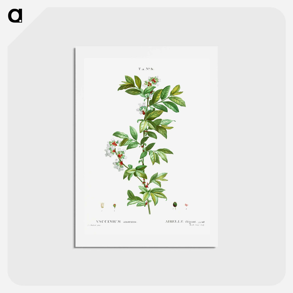 アートポストカード-Vaccinium amoenum - ピエール ジョゼフ ルドゥーテ Postcard.