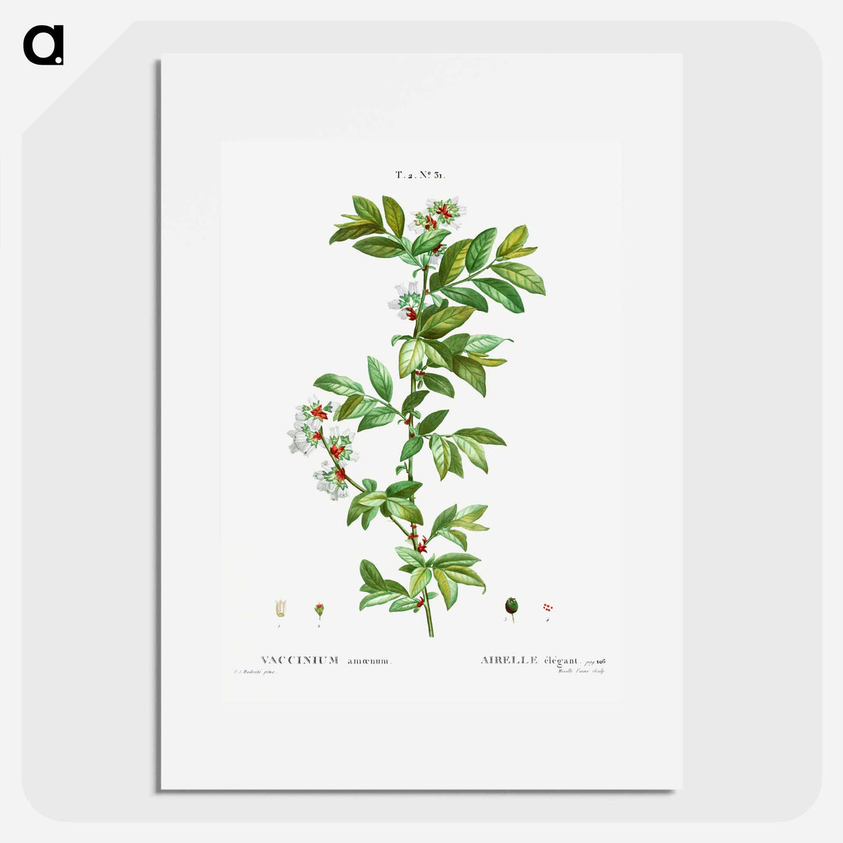 Vaccinium amoenum - ピエール ジョゼフ ルドゥーテ Poster.