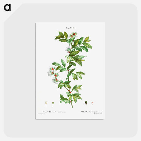 アートポストカード-Vaccinium amoenum - ピエール ジョゼフ ルドゥーテ Postcard.