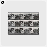 アートポストカード-Cart-Horse Walking
 - エドワード マイブリッジ Postcard.