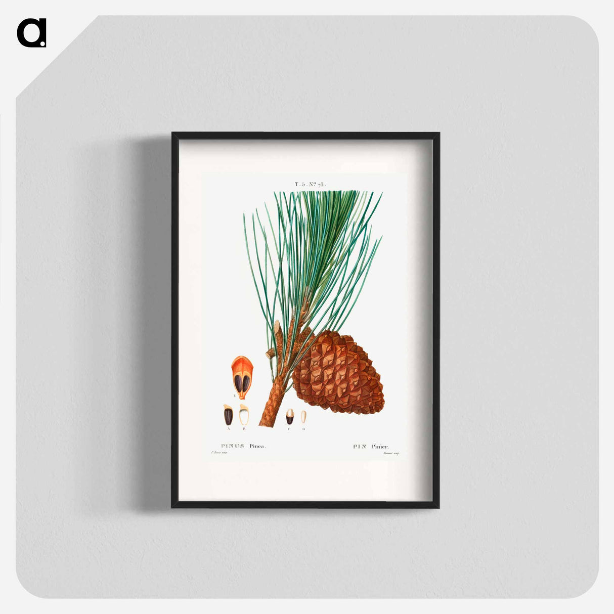 Stone pine (Pinus pinea) - ピエール ジョゼフ ルドゥーテ Poster.