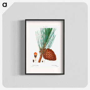 アートポスター-Stone pine (Pinus pinea) - ピエール ジョゼフ ルドゥーテ Poster.