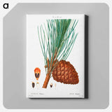 アートパネル-Stone pine (Pinus pinea) - ピエール ジョゼフ ルドゥーテ Canvas.