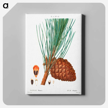 アートパネル-Stone pine (Pinus pinea) - ピエール ジョゼフ ルドゥーテ Canvas.