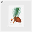 アートポストカード-Stone pine (Pinus pinea) - ピエール ジョゼフ ルドゥーテ Postcard.