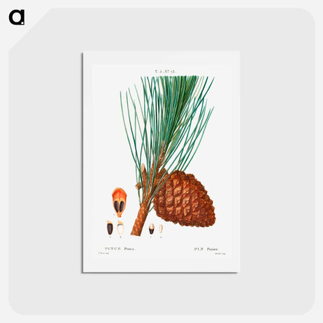 アートポストカード-Stone pine (Pinus pinea) - ピエール ジョゼフ ルドゥーテ Postcard.