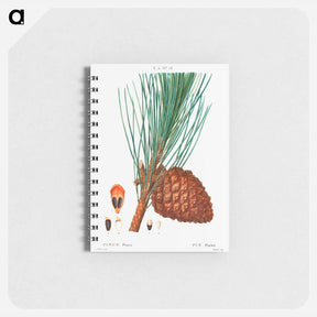 アートメモ帳-Stone pine (Pinus pinea) - ピエール ジョゼフ ルドゥーテ Memo.