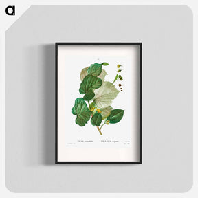 アートポスター-Tilia rotundifolia - ピエール ジョゼフ ルドゥーテ Poster.