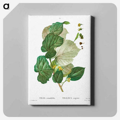 アートパネル-Tilia rotundifolia - ピエール ジョゼフ ルドゥーテ Canvas.