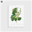アートポストカード-Tilia rotundifolia - ピエール ジョゼフ ルドゥーテ Postcard.