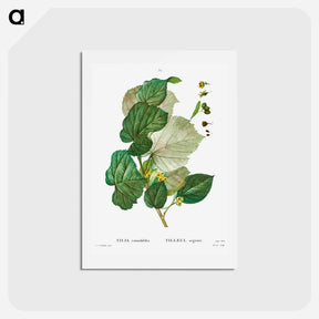 アートポストカード-Tilia rotundifolia - ピエール ジョゼフ ルドゥーテ Postcard.