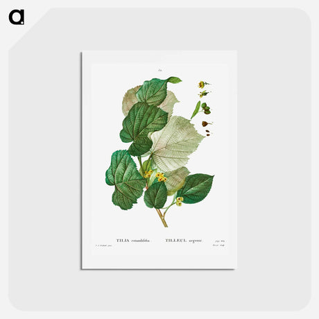 アートポストカード-Tilia rotundifolia - ピエール ジョゼフ ルドゥーテ Postcard.