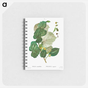 アートメモ帳-Tilia rotundifolia - ピエール ジョゼフ ルドゥーテ Memo.