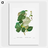 Tilia rotundifolia - ピエール ジョゼフ ルドゥーテ Poster.