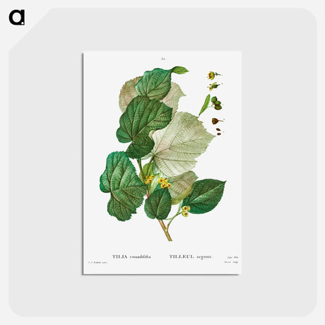 アートポストカード-Tilia rotundifolia - ピエール ジョゼフ ルドゥーテ Postcard.