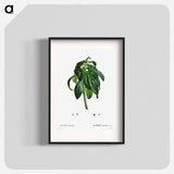Spurge Laurel - Pierre Joseph Redouté Poster.