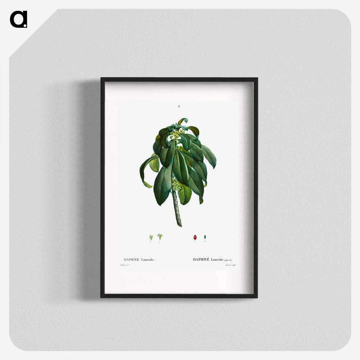 Spurge Laurel - ピエール ジョゼフ ルドゥーテ Poster.