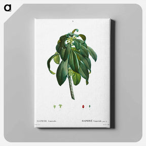 アートパネル-Spurge Laurel - ピエール ジョゼフ ルドゥーテ Canvas.