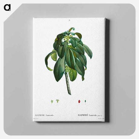 アートパネル-Spurge Laurel - ピエール ジョゼフ ルドゥーテ Canvas.