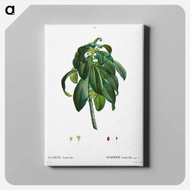 アートパネル-Spurge Laurel - ピエール ジョゼフ ルドゥーテ Canvas.