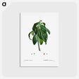 アートポストカード-Spurge Laurel - ピエール ジョゼフ ルドゥーテ Postcard.