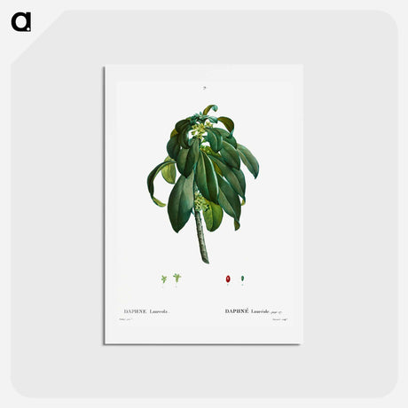 アートポストカード-Spurge Laurel - ピエール ジョゼフ ルドゥーテ Postcard.
