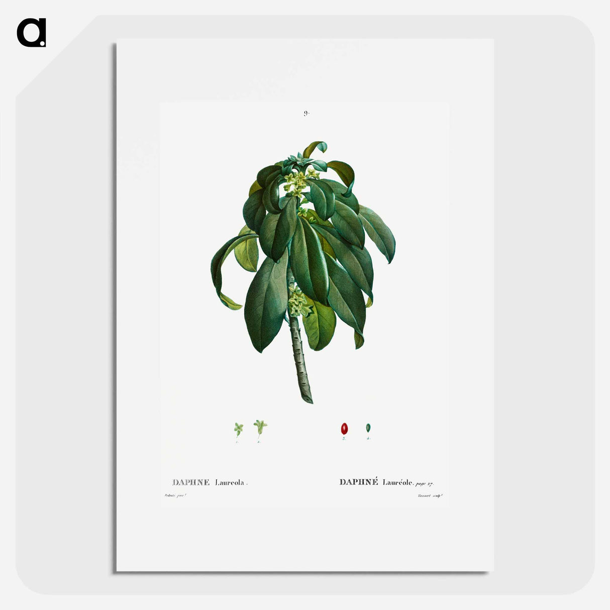 Spurge Laurel - Pierre Joseph Redouté Poster.