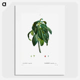 Spurge Laurel - Pierre Joseph Redouté Poster.