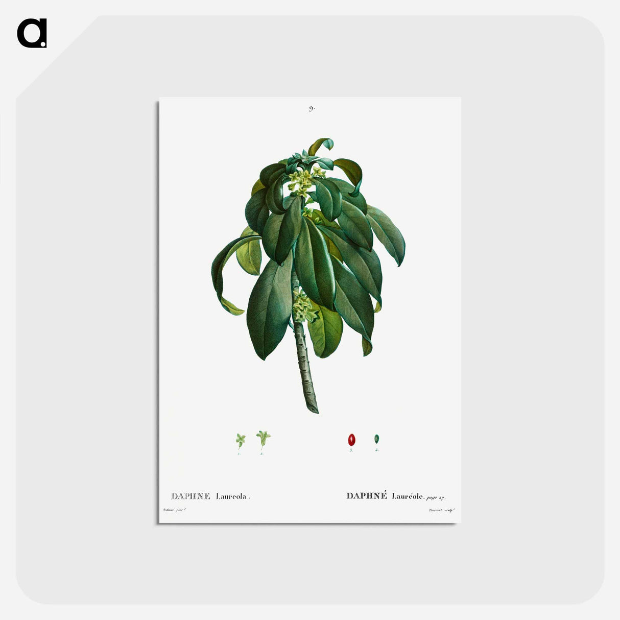アートポストカード-Spurge Laurel - ピエール ジョゼフ ルドゥーテ Postcard.
