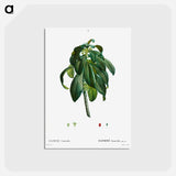 アートポストカード-Spurge Laurel - ピエール ジョゼフ ルドゥーテ Postcard.