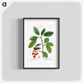 アートポスター-Whitebeam, Crataegus aria - ピエール ジョゼフ ルドゥーテ Poster.