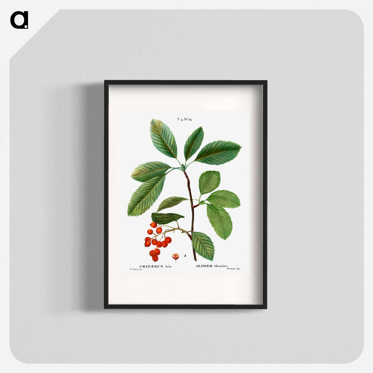 Whitebeam, Crataegus aria - ピエール ジョゼフ ルドゥーテ Poster.