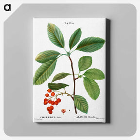 アートパネル-Whitebeam, Crataegus aria - ピエール ジョゼフ ルドゥーテ Canvas.
